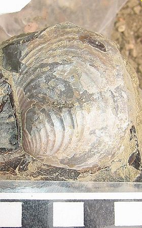 Small bivalve\nInoceramus sp. (strong ribs)\nRusty Zone or Tepee Zone of Pierre Shale.\nCretaceous Period, Upper Campanian Stage\nCollector: Steve Wagner.