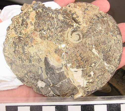 Ammonite \nPlacenticeras intercalare (?)\nRusty Zone or Tepee Zone of Pierre Shale.\nCollector: Larry Bowlds