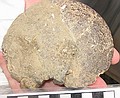 Reverse of ammonite in previous image.\nPlacenticeras intercalare (?)\nRusty Zone or Tepee Zone of Pierre Shale. \nCollector: Larry Bowlds.