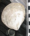 Small bivalve\nInoceramus sp. (smooth?)\nCretaceous Period, Upper Campanian Stage\nRusty Zone or Tepee Zone of Pierre Shale. \nCollector: WIPS member.