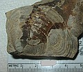Small bivalve\nInoceramus sp. (strong ribs)\nCretaceous Period, Upper Campanian Stage\nRusty Zone or Tepee Zone of Pierre Shale. \nCollector: Steve Wagner.