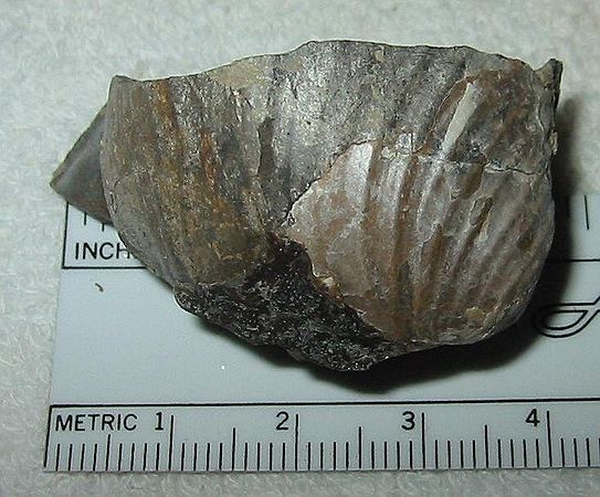 Small bivalve\nInoceramus sp. (strong ribs?)\nRusty Zone or Tepee Zone of Pierre Shale.\nCretaceous Period, Upper Campanian Stage\nCollector: Steve Wagner.