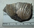 Small bivalve\nInoceramus sp. (strong ribs?)\nRusty Zone or Tepee Zone of Pierre Shale.\nCretaceous Period, Upper Campanian Stage\nCollector: Steve Wagner.