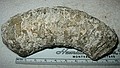 Ammonite\nDidymoceras nebrascense? (Meek and Hayden)\nRusty Zone or Tepee Zone of Pierre Shale.\nUpper Campanian Stage\nCollector: Steve Wagner.