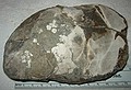 Medium-sized clam for Baculite Mesa.\nInoceramus sp. (smooth)\nRusty Zone or Tepee Zone of Pierre Shale.\nCretaceous Period, Upper Campanian Stage\nCollector: Steve Wagner.
