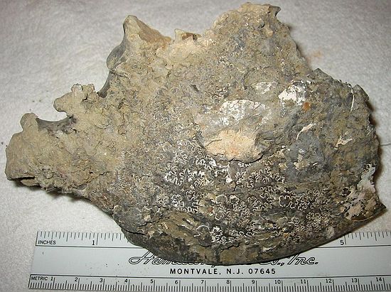 Partial ammonite\nPlacenticeras intercalare (?)\nRusty Zone or Tepee Zone of Pierre Shale.\nCollector: Steve Wagner