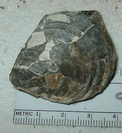 Small bivalve\nInoceramus sp.\nRusty Zone or Tepee Zone of Pierre Shale.\nCretaceous Period, Upper Campanian Stage\nCollector: Steve Wagner.