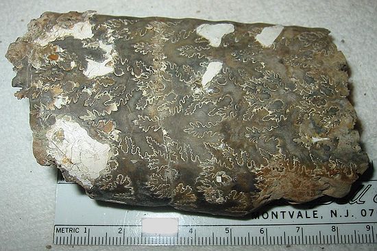 Baculites compressus (?)\nRusty Zone or Tepee Zone of Pierre Shale\nCollector: Steve Wagner.