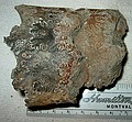 Baculites scotti (?)\nNot sure why the section at left is higher than at right, unless it just shifted during the fossilization process or in subsequent movements.\nCretaceaous Period, Middle Campanian\nRusty Zone or Tepee Zone of Pierre Shale.\nCollector: Steve Wagner.