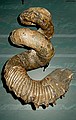 EXAMPLE FROM DMNS EXHIBIT:\nAmmonite\nDidymocerus nebrascense\nLate Cretaceous Period, 75 mya.\nFall River County, Nebraska