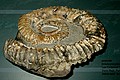EXAMPLE FROM DMNS EXHIBIT:\nAmmonite\nExiteloceras jenneyi\nLate Cretaceous Period, Approx 74.8 mya.\nPueblo County, Colorado