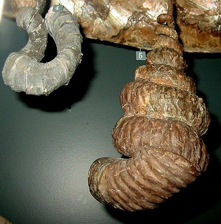 EXAMPLE FROM DMNS EXHIBIT:\nHeteromorph ammonites:\nHyphantoceras sp. (left)\nLate Cretaceous Period, 90 mya\nWestfalen, Germany\n---\nDidymoceras sp. (right)\nLate Cretaceous Period, 75 mya\nPueblo County, Colorado
