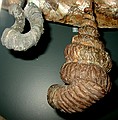 EXAMPLE FROM DMNS EXHIBIT:\nHeteromorph ammonites:\nHyphantoceras sp. (left)\nLate Cretaceous Period, 90 mya\nWestfalen, Germany\n---\nDidymoceras sp. (right)\nLate Cretaceous Period, 75 mya\nPueblo County, Colorado