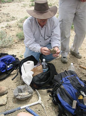 WIPS member, Roger Palmer, examines one of the finds.  Note large concretion with partially exposed ammonite in lower left.