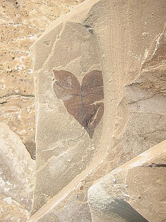 Counterpart of previous heart-shaped leaf.