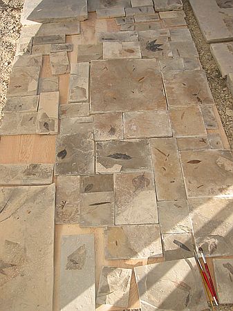 The slabs after being trimmed.  Some of these are larger than the fossil because we were trying to fill a 12' x 24' wall.