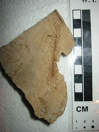 Araucaria (?) from Mesa Verde Group, Book Cliffs (eastern, Utah).  Maybe from the Nelsen Formation (Upper Cretaceous) - DMNS has similar finds but from differently locality that is Nelsen formation.  Possibly also in the Sego Sandstone (Upper Cretaceous). Approx 5 meters above GPS: "U02"