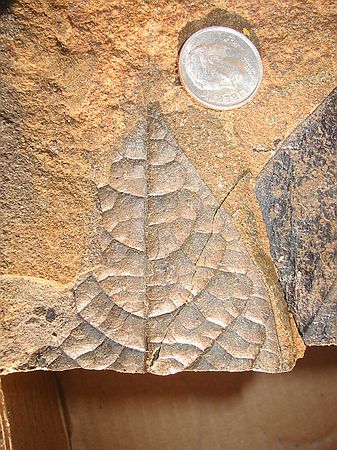 Some specimens retain their 3-dimensional characteristics as shown in this image.  The veins on this leaf energize us to keep digging.  This specimen looks as if it could be hanging on a present-day tree, yet it is 64.1 million years old.