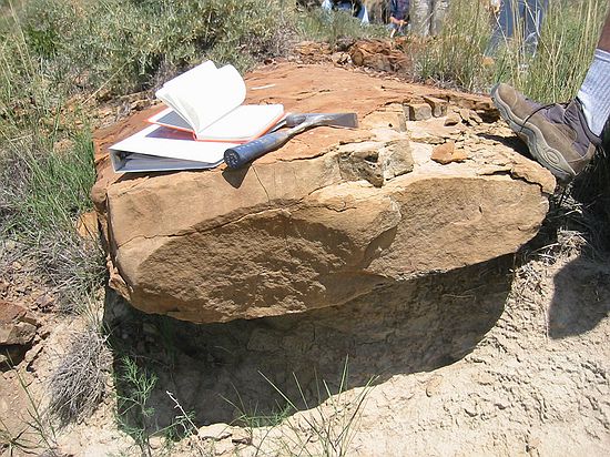 A very large concretion believe to be a fossil tree trunk.  An interesting phenomenon is that these are usually all found pointing in a parallel direction, believed to be downstream in the ancient river.