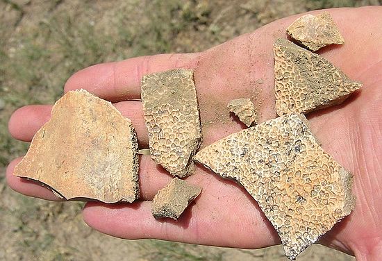 Turtle shell fragments found in Cretaceous sediments.
