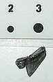 One of the tiny shark teeth we found this day in the Cretaceous.  (scale in mm)