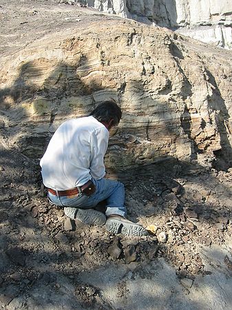 Bob Raynolds examines the paleocurrents evident in the leaf locality known as "Zebra Beds".