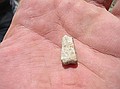 A bone fragment found at "Song of the Wind" atop the surrounding area.  Most bones fragments are found on 'nearly' flat surfaces.  There must be enough slope to let the dirt erode away, yet not enough to provide transportation for the bones.  A good rule of thumb is to look for fossil bone fragments where you also find many small pebbles.