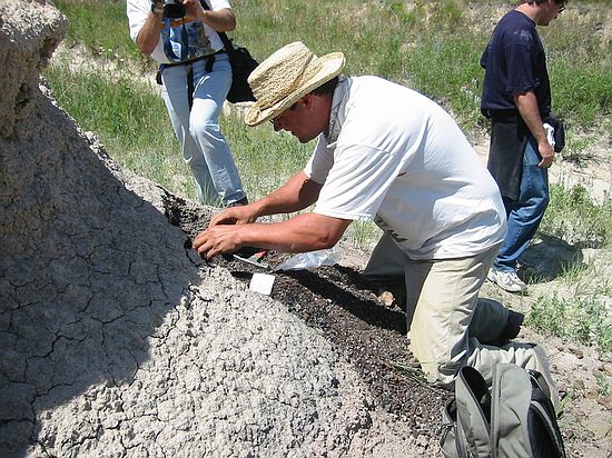 Kirk Johnson retrieves samples from the lignite bed with layers of ash.  This location is a little further down the creek bed (older).  These samples will provide a very accurate date of these sediments.