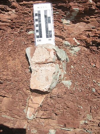 Upper Lykins formation: Proof that this area experienced periods of wetness and severe drying.  Here a mudcrack occurred in the ancient surface.  The gray material filled in the mudcrack and later hardened.  The tapered shape is common in mudcracks because evaporation is more extreme near the surface which pulls the crack open wider as surrounding mud dries and shrinks.  The lower you go, the less evaporation occurs.  The hillside was covered with these mudcracks.