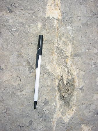 Niobrara formation, Fort Hays member: white vein is marine shales is calcium carbonate filling cracks.  This occurred much later in time.