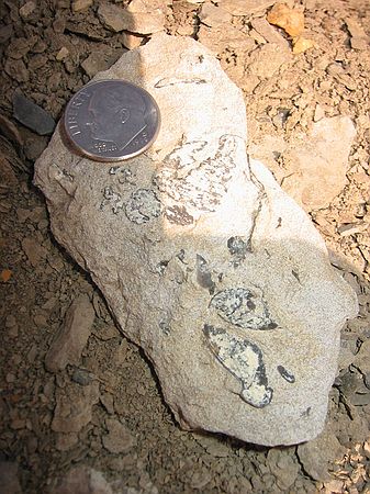 More oysters in Niobrara formation, Smoky Hills member.
