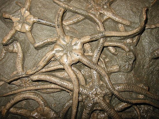 Starfish - Paleocoma sp\nMiddle Lias\nEype. Dorset, England\nChris Moore Fossils