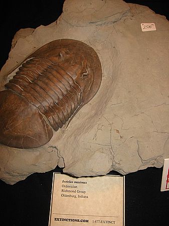 Trilobite\nIsotelus maximus\nRichmond Group\nOldenburg, Indiana\n(from Extinctions.com display)