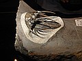 Trilobite\nKolihapeltis rabatensis\nDevonian\nAM Limestone\nMorocco\n(from Extinctions.com display)