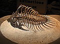 Trilobite\n(from Extinctions.com display)