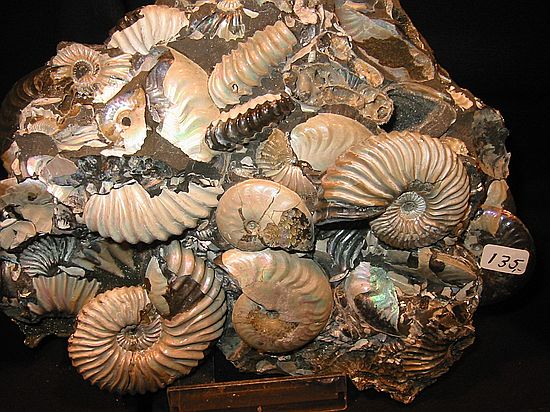 Ammonite cluster