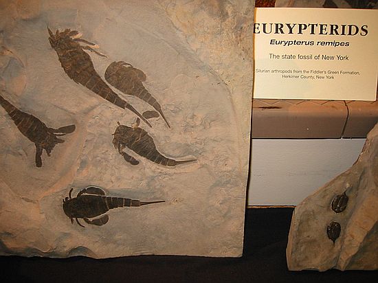 Eurypterids\nEurypterus remipes\nSilurian arthropods\nFiddler's Green Formation\nHarkmer Co., New York\n(the state fossil of NY and ancestor of today's scorpions)