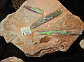 Opalized Belemnites\nNeohibolites sp\nCretaceous\nCoober Pedy (The Opal Capital of the World" )\nOutback of South Australia