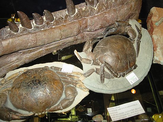 Fossil Crabs\nTumidocarcinus Giganteus\nMiocene\nWaipara Basin, Glenafric Beach\nNorth Canterbury, New Zealand