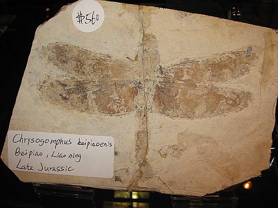 Fossil dragonfly\nChrysogomphus beipiaoenis\nLate Jurassic\nBeipiao, Liaoning, China