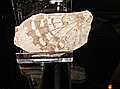 Fossil butterfly wing\nLate Jurassic,\nLiaoning, China