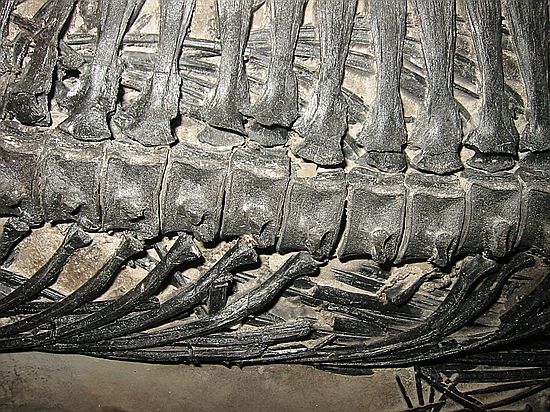 Mixosaurus sp\nMid Triassic\nGuizhou Province, China\nForge Fossils, England\n(see full specimen, previous photo)