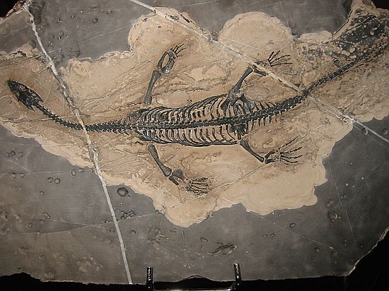 Keichousaurus hui, Triassic\nForge Fossils, England