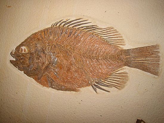 Fish from Green River formation, Wyoming
