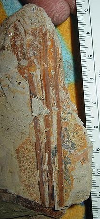 Palm leaf fossil.