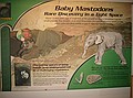 Baby Mastodons\nRare Discovery in a Tight Space\nAbout 12,000 years ago, a small hole in the ground became a dangerous trap for small mammals.  The remains of at least three baby mastadons (Mammut americanum) were collected from deep within Surprise Cave in Alachua County, Florida.  The caves and sinkholes in Florida often contain rich fossil deposits.