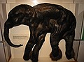 Dima, a baby Woolly Mammoth (Mammuthus primigenius)\nThis male calf was found in Siberia in 1977 and is about 40,000 years old.  The animal's soft tissues were preserved in the extremely cold climate of the Siberian permafrost. (Replica donated by Dr. Clifford Jeremiah, Jacksonville, Florida)