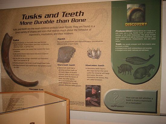 Tusks and Teeth More Durable than Bone\nTusks and teeth are the most common proboscidean fossils.