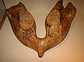 Cook's Mammoth (Mammuthus haroldcooki), mandibles (lower jaw) with 3rd molars - 1.4 million years old, early Pleistocene; Punta Gorda, Charlotte County, UF10968