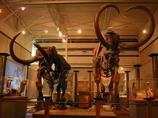 The "TUSKS" temporary exhibit at FLMNH.\nMastodon (left) and Mammoth (right).
